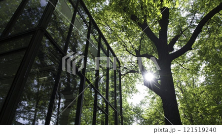 green tree in the park 121519240