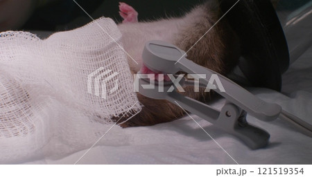 A veterinarian places an anesthetic mask on a rat in surgery, ensuring the animal's well-being during the operation. A veterinary clinic prepares a rat for a surgical procedure. 121519354