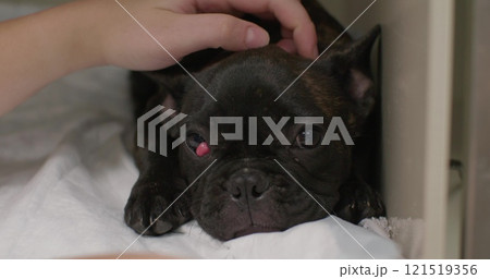 A veterinarian examines a French Bulldog puppy with drooping third eyelid also known as cherry eye providing gentle care and assessment of the dog. Dog being examined by a veterinary ophthalmologist. 121519356