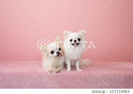 ピンクバックで微笑む2匹のチワワ 121519463