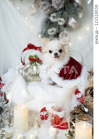 クリスマスの装飾とサンタの衣装を着たチワワ 121519538