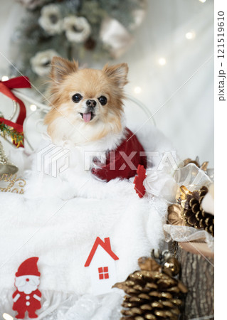 クリスマスの装飾とサンタの衣装を着たチワワ 121519610