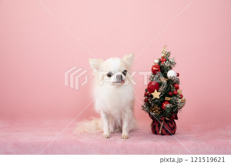 ピンクバックとクリスマスツリーと白いチワワ ピンクバックとクリスマスツリーと白いチワワ 121519621