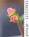 ピンク色のつぼみ 121519831