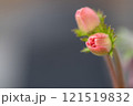 ピンク色のつぼみ 121519832