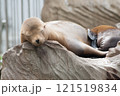 お昼寝するアザラシ 121519834