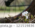 ひっそりと地面に咲く桜 121519836