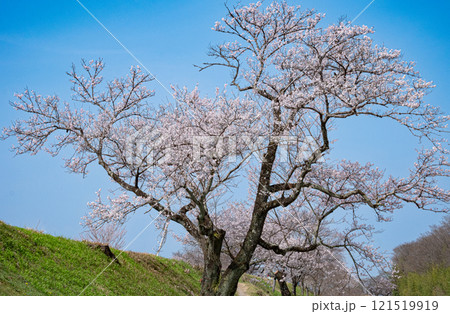 満開の桜と青空が広がる春の風景 満開の桜と青空が広がる春の風景 121519919