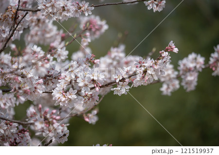 満開の桜の枝とぼやけた背景の春の情景 121519937