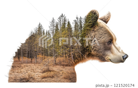 クマのポートレート、自然と共存する野生の象徴 121520174