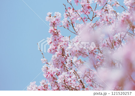 青空と調和した桜の満開シーン 121520257