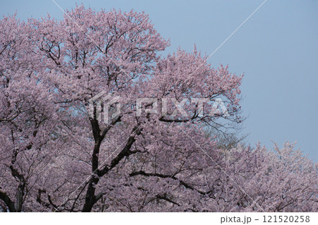 満開の桜と春の青空 121520258