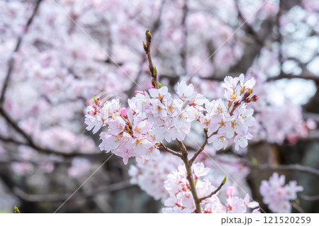 満開の桜の枝と背景の淡いピンク 121520259