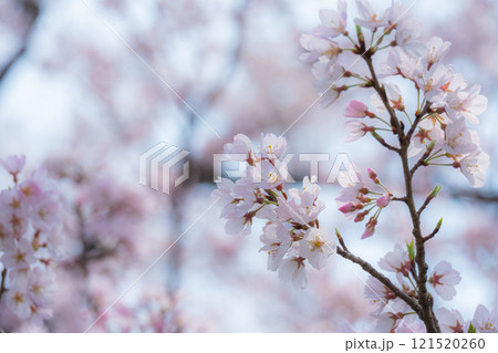 桜の花びらと淡い背景の春の情景 桜の花びらと淡い背景の春の情景 121520260