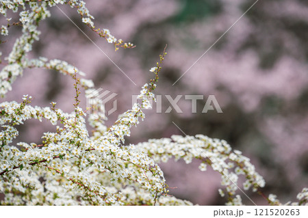 ユキヤナギとぼやけた桜の背景が織り成す春の風景 121520263