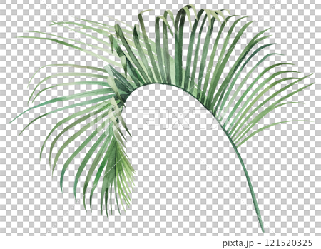 Watercolor green palm leaf isolated illustration, tropical exotic wedding element Watercolor green palm leaf isolated illustration, tropical exotic wedding element 121520325