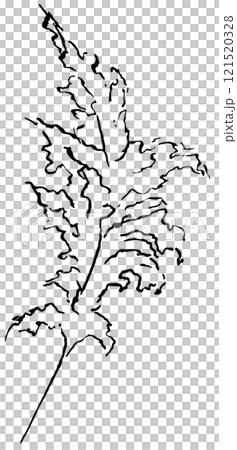 Hand drawn pampas grass, black outlines tropical wedding element, Bohemian isolated illustration 121520328