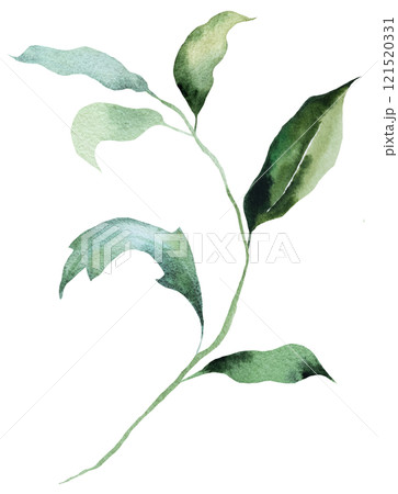 Watercolor twig with green leaves isolated illustration, botanical summer wedding element 121520331