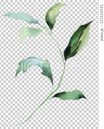 Watercolor twig with green leaves isolated illustration, botanical summer wedding element 121520331