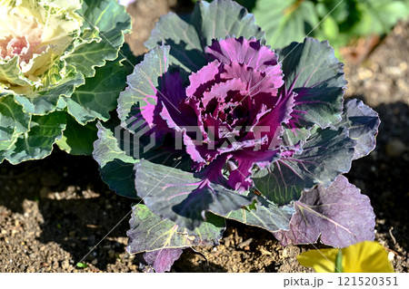 冬の花壇にハボタン 121520351