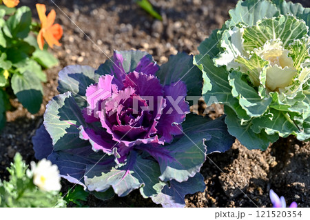 冬の花壇にハボタン 121520354