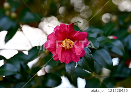 山茶花の花 121520426