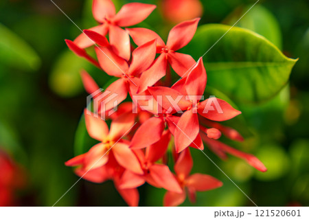 Strikingly Vibrant Red Flowers Accompanied by Lush and Lively Green Foliage All Around 121520601