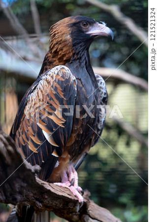 The black breasted buzzard is predator in nature at australia 121521324