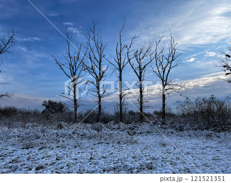 Winter landscape with bare trees and blue sky with white clouds on background 121521351