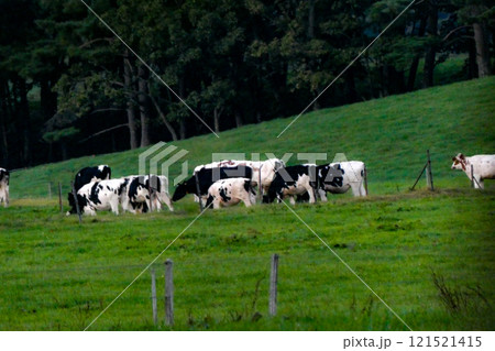 岩手県滝沢市相野沢牧場の放牧された乳牛たち 岩手県滝沢市相野沢牧場の放牧された乳牛たち 121521415