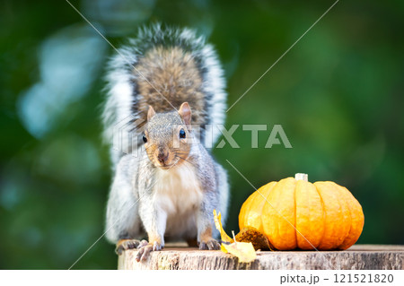 Grey squirrel investigating pumkin on a tree stump in autumn Grey squirrel investigating pumkin on a tree stump in autumn 121521820