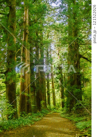 Ancient Highway Cedar Giants 121522026