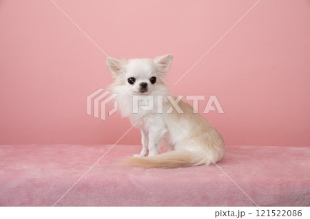 ピンクバックで微笑むチワワ 121522086