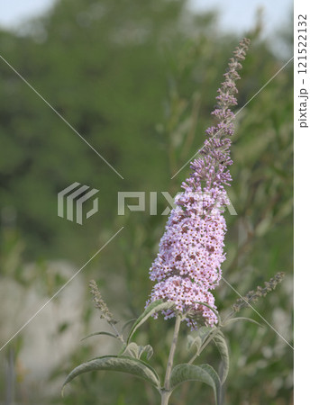 pink flower in nature 121522132
