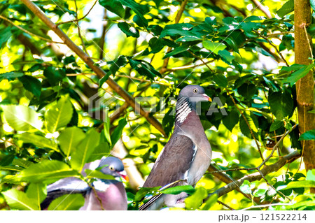 Pigeon in the branches of the tree preparing the nest to have their young Pigeon in the branches of the tree preparing the nest to have their young 121522214