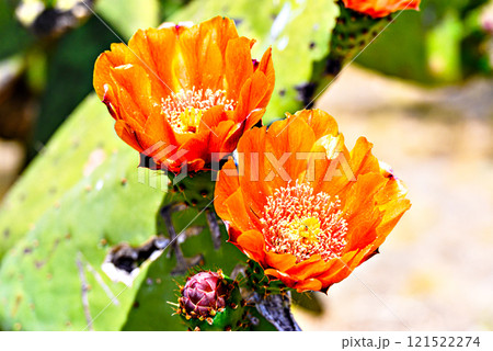Red nopa cactus flower. Selective focus Red nopa cactus flower. Selective focus 121522274