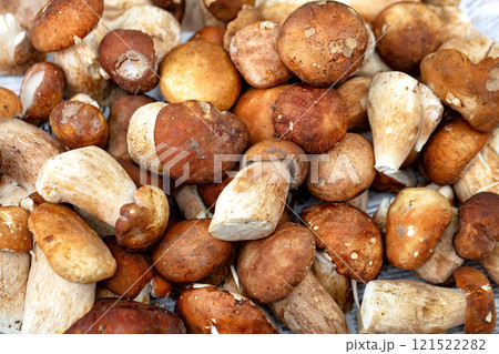 Colorful collection of wild mushrooms harvested from the forest floor in autumn 121522282