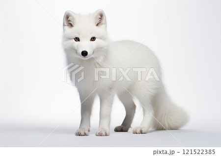 A charming white Arctic fox stands gracefully against a plain background, showcasing its fluffy fur and curious demeanor. 121522385