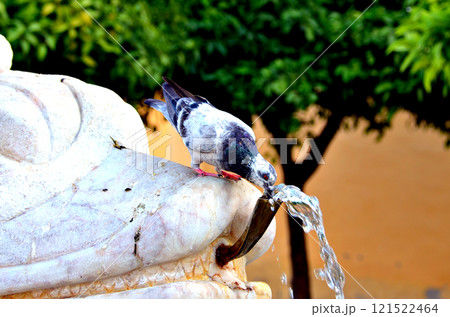 Pigeon drinking water at the fountain Pigeon drinking water at the fountain 121522464
