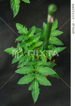 young sprouted tomato plant with several leaves growing out of the ground 121522906