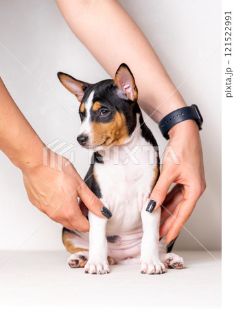 A tricolor basenji puppy sits on a light beige background and looks to the side, supported by human hands on each side. A tricolor basenji puppy sits on a light beige background and looks to the side, supported by human hands on each side. 121522991