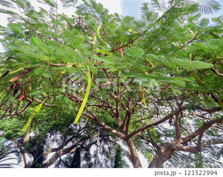 Beautiful carob tree in the park on a sunny day. Beautiful carob tree in the park on a sunny day. 121522994