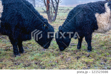Two black and white cows grazing in a grassy landscape 121523086