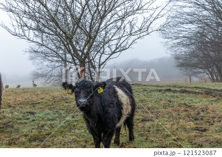 Black and white cow grazing in a grassy landscape 121523087