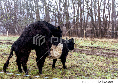 Two black and white cows grazing in a grassy landscape Two black and white cows grazing in a grassy landscape 121523091
