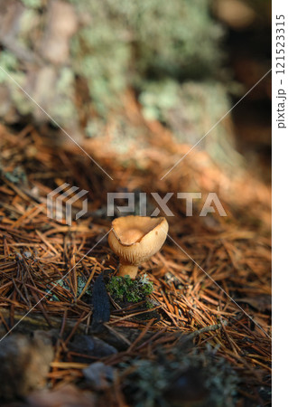In the pine forest, toadstool mushrooms 121523315