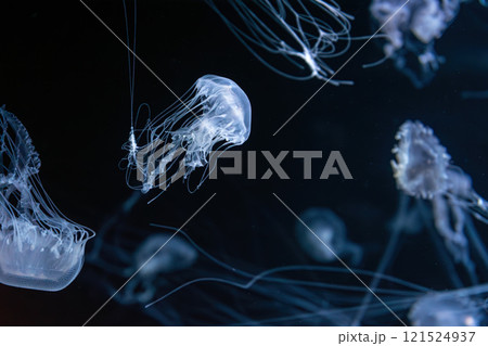 Group of Sanderia Malayensis, Amakusa Jellyfish swimming in aquarium pool with blue neon light 121524937