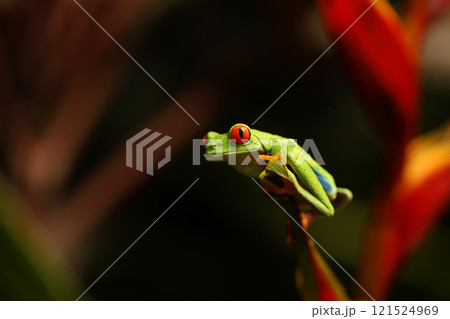 Frog on a flower - a red-eyed tree frog (agalychnis callidryas) closeup, sitting on a red flower 121524969