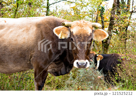 Cows grazing in the forest of La Fageda de Grevolosa, La Garrotxa, Girona Cows grazing in the forest of La Fageda de Grevolosa, La Garrotxa, Girona 121525212