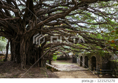 崇元寺のガジュマル 121525270